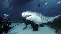Visuel de Blue World