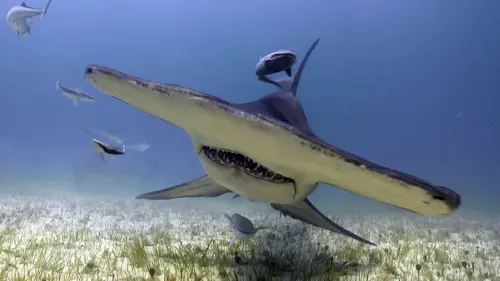 Blue World S05E04