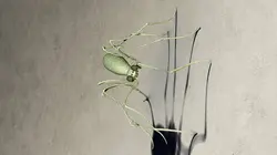 Bob le bricoleur  S20E27 Port de plaisance