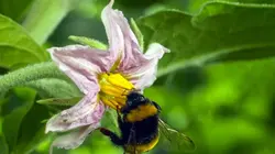 Visuel de Bonnes nouvelles de la planète