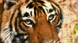 Bonnes nouvelles de la planète  Multiplier les énergies durables