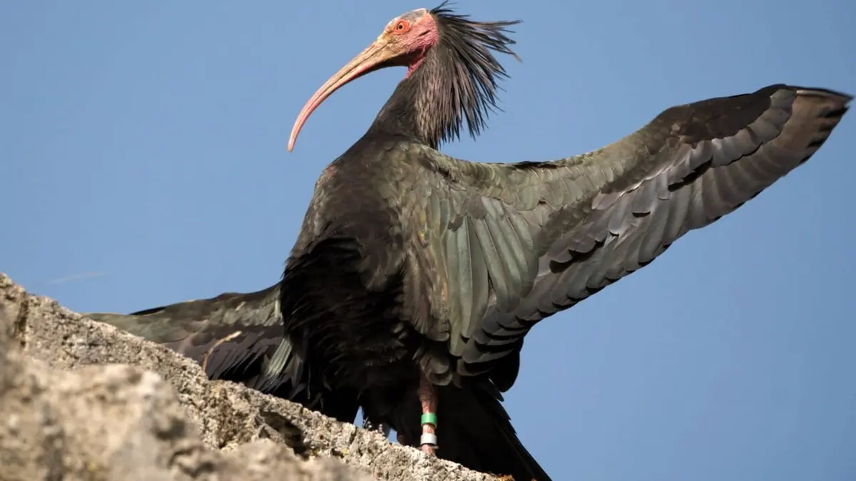 Bonnes nouvelles de la planète Protéger les espèces animales