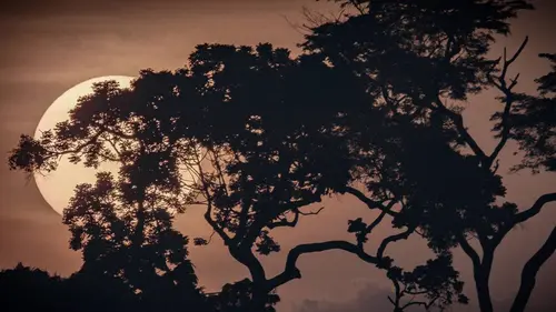 Casting Bonnes nouvelles de la planète E03 Comment préserver la nature