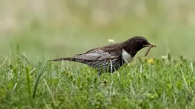 Rendre toute sa place à la nature