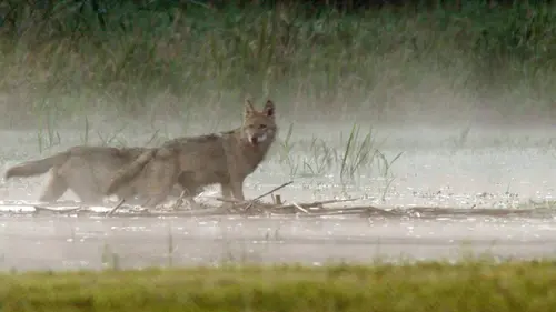 Bonnes nouvelles de la planète S01E08 Protéger les espèces animales