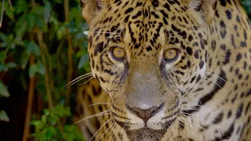 Bonnes nouvelles de la planète Comment protéger nos forêts