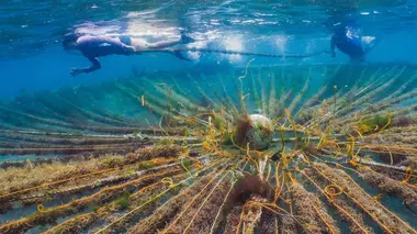 Des solutions pour la sauvegarde des mers