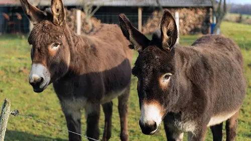 Bonnets d'ânes et bourricots, la vérité sur les ânes