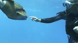 Visuel de Bons baisers de l'île Maurice