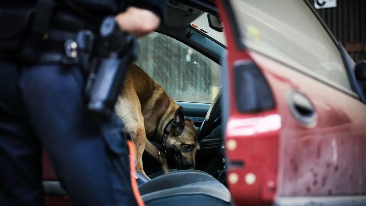 Borderforce USA : the Bridges