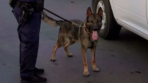 Casting Borderforce USA : the Bridges Drogue et faux papiers