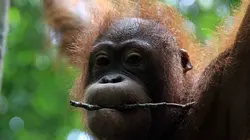 Bornéo : étrange et sauvage