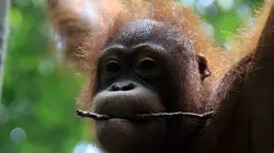 Bornéo : étrange et sauvage