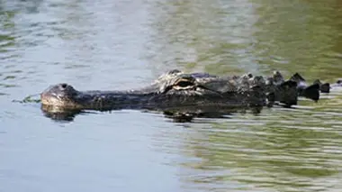 Bornéo grandeur nature