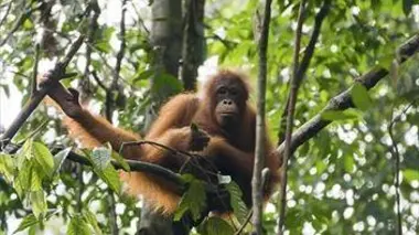 Bornéo grandeur nature