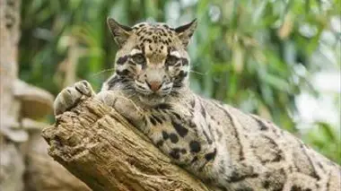 Bornéo grandeur nature