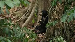 Sur Ushuaïa TV à 20h40 : Bornéo grandeur nature
