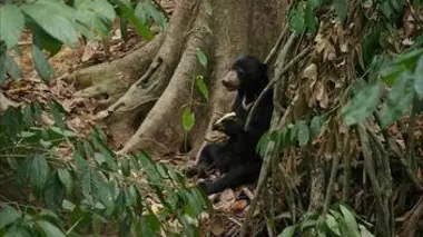 Bornéo grandeur nature