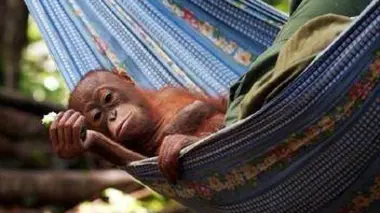 Bornéo grandeur nature