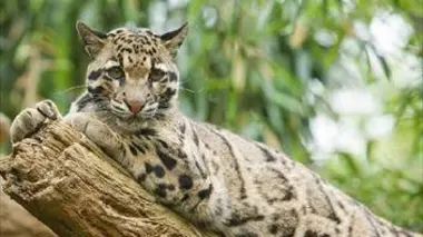 Bornéo grandeur nature