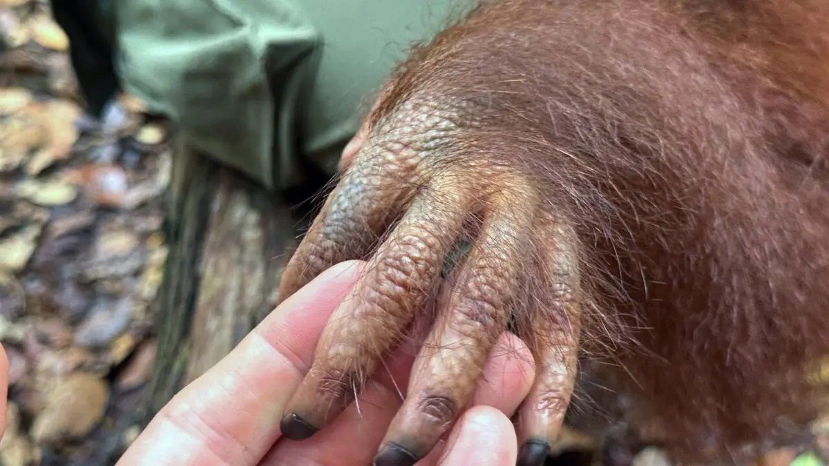 Bornéo, l'école des orangs-outans