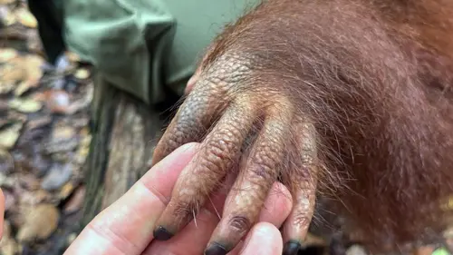 Bornéo, l'école des orangs-outans