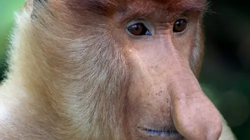 Bornéo, la forêt miraculée