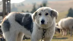 Bosnie-Herzégovine  Le Nord foisonnant