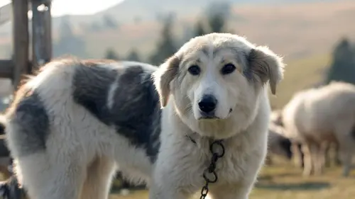 Bosnie-Herzégovine Le Nord foisonnant