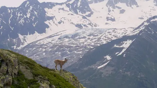 Bouquetin, la vigie des montagnes