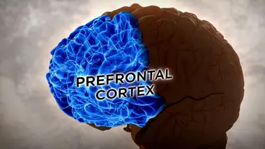 Brain Games Petits exercices