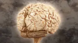 Sur National Geographic à 20h40 : Brain Games : Testez votre cerveau