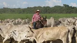 Visuel de Brésil, la route des terres conquises