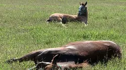 Visuel de Brésil : le cheval auriverde