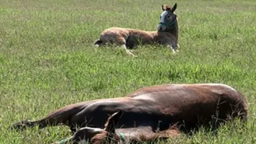Brésil : le cheval auriverde
