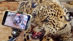 Brésil, sur la piste des jaguars Sous l'oeil des chercheurs