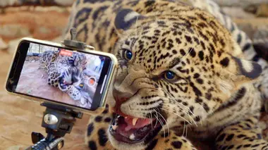 Sous l'oeil des chercheurs