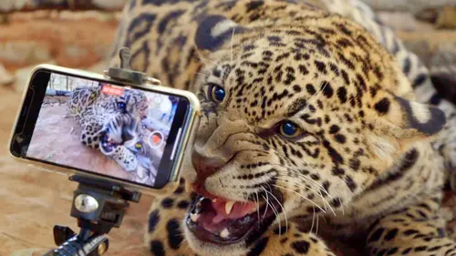 Brésil, sur la piste des jaguars Sous l'oeil des chercheurs