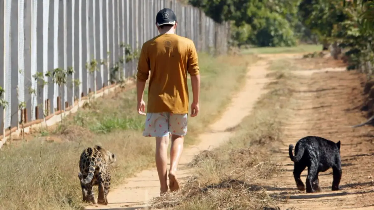 Brésil, sur la piste des jaguars Le Mowgli du Brésil