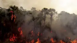 Brésil, sur la piste des jaguars  Les ravages du feu