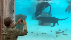 Visuel de Brésil, sur la piste des jaguars