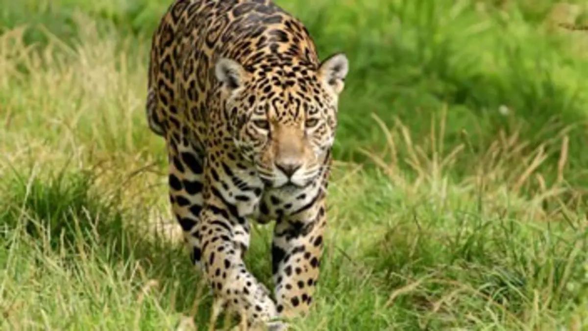 Brésil : Terre de Richesses E04 Dans l'antre des jaguars