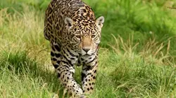 Sur Animaux à 20h35 : Brésil : Terre de Richesses