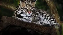 Sur Animaux à 20h35 : Brésil : Terre de Richesses
