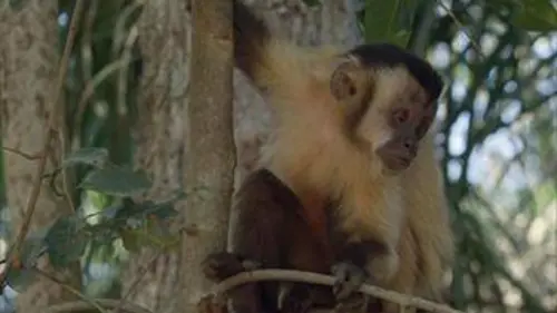 Brésil : Terre de Richesses E01 Le jardin des singes