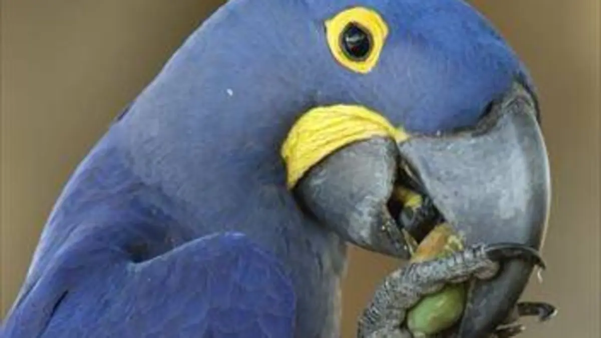 Brésil : Terre de Richesses E02 Au paradis des oiseaux