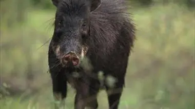 Le grand buffet des Pécaris
