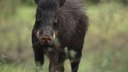 Brésil : Terre de Richesses E03 Le grand buffet des Pécaris