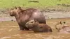 L'étang des Capybaras