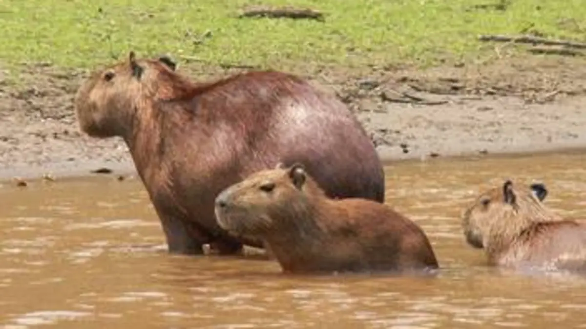 Brésil : Terre de Richesses E07 L'étang des Capybaras